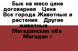 Бык на мясо цена договарная › Цена ­ 300 - Все города Животные и растения » Другие животные   . Магаданская обл.,Магадан г.